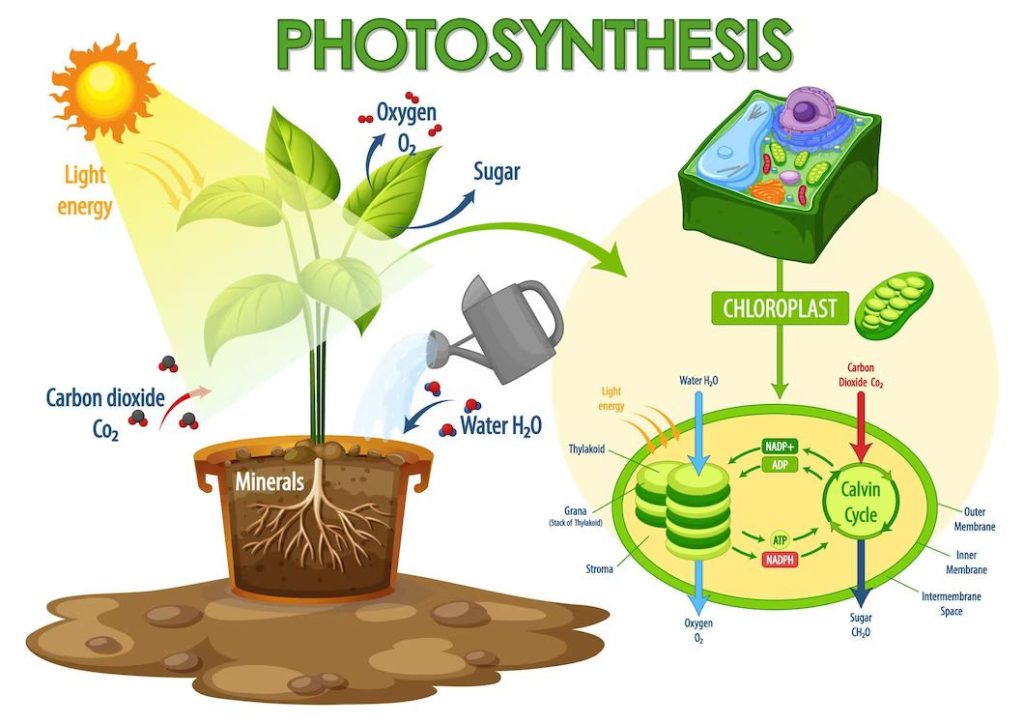Fotosintesis
